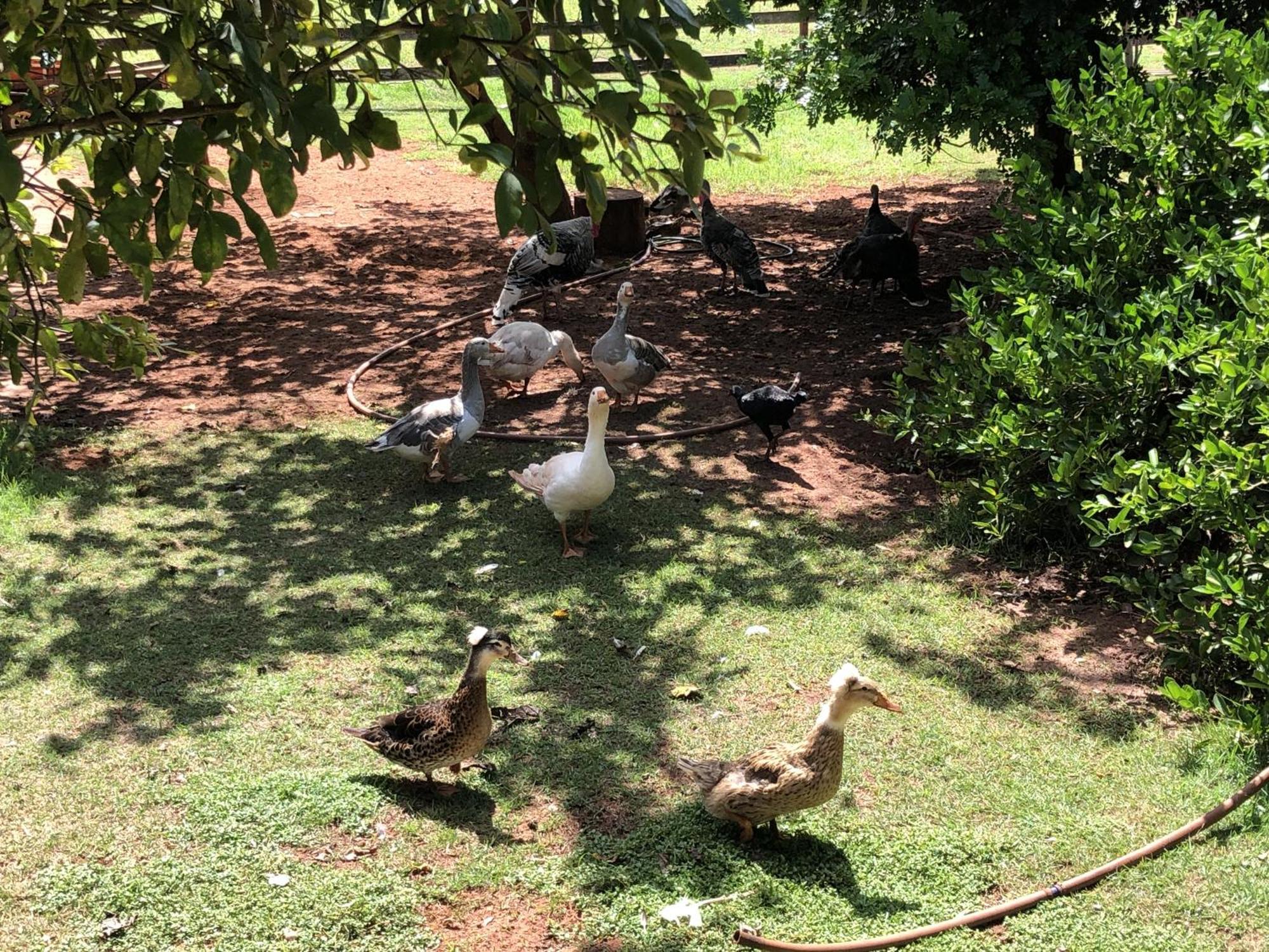 Hotel Fazenda Recanto Do Sossego Vila Glória 외부 사진